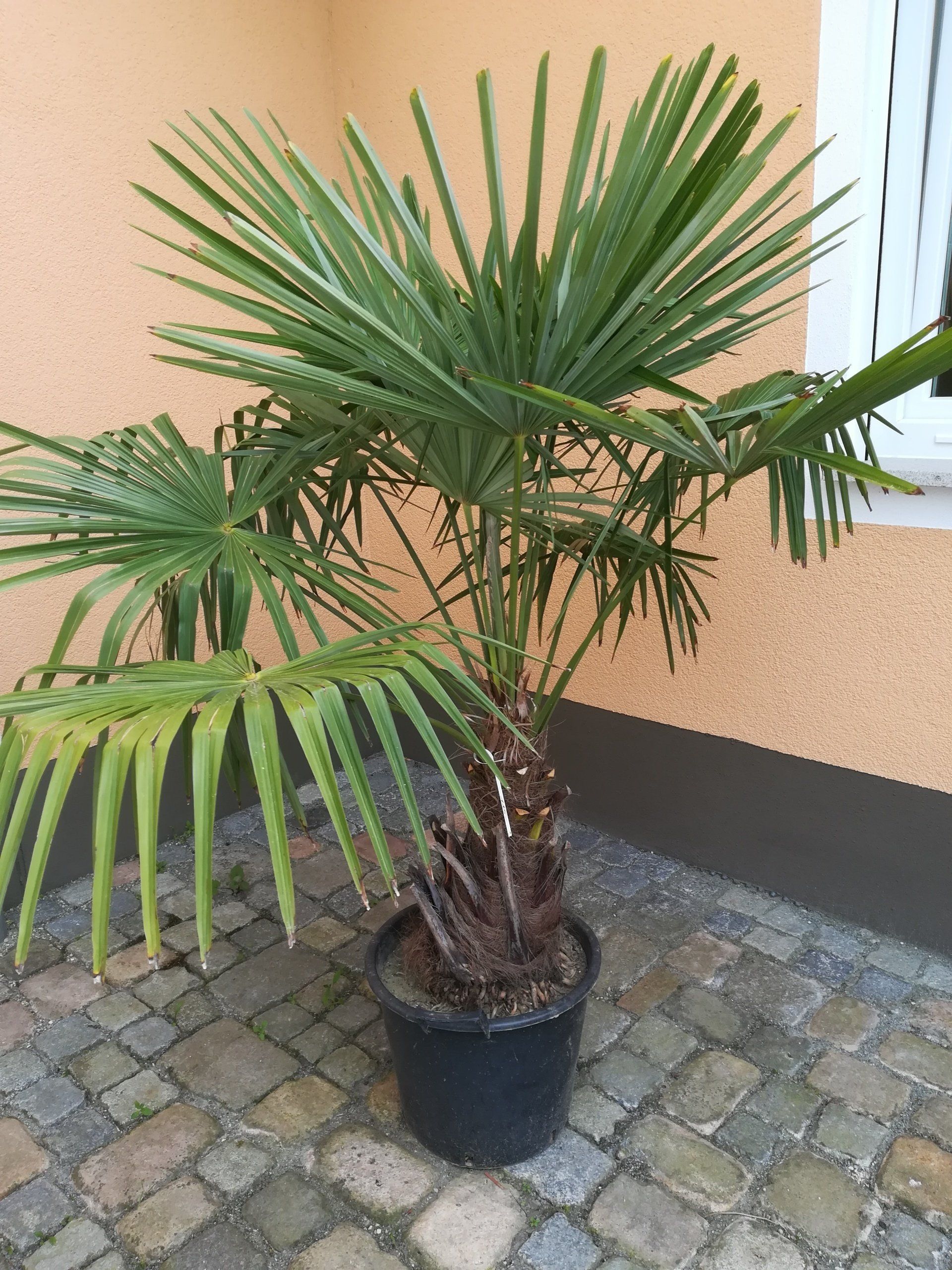 Trachycarpus fortunei