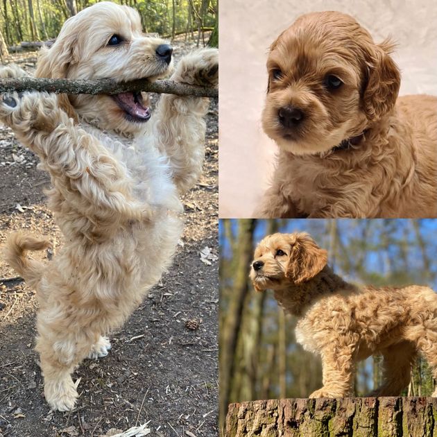 Hundesalon Strolch -  Berlin Zehlendorf