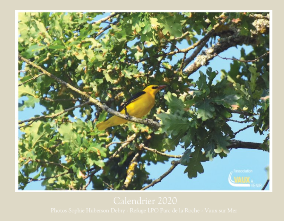 Création du calendrier 2020 avec des photos prises dans le Bois de Millard à Vaux-Sur-Mer présent dans le refuge LPO de Vaux-Sur-Mer