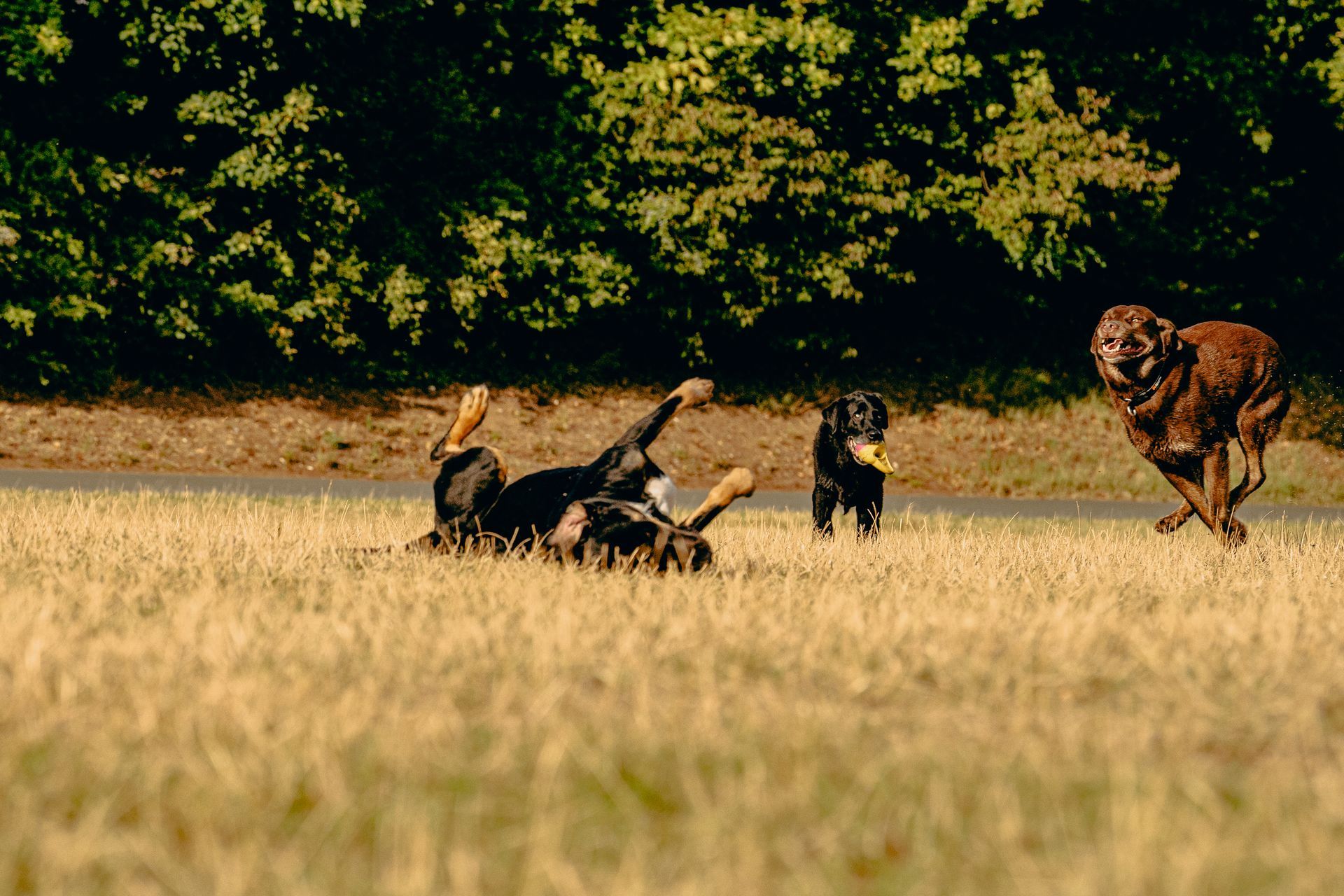Hund haben Spass auf einer Wiese, dynamische Fotografie in Nuernberg