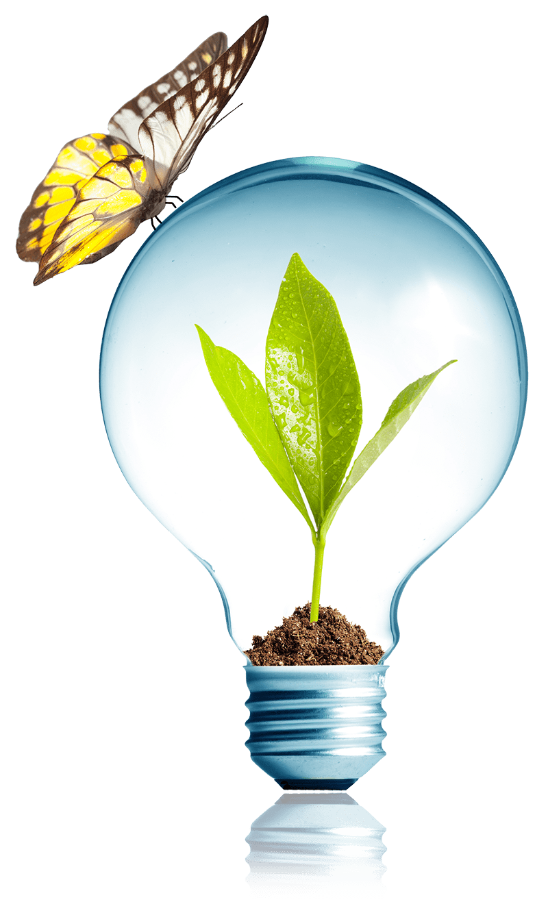 Plant Sprouting Inside A Light Bulb With A Butterfly On Top