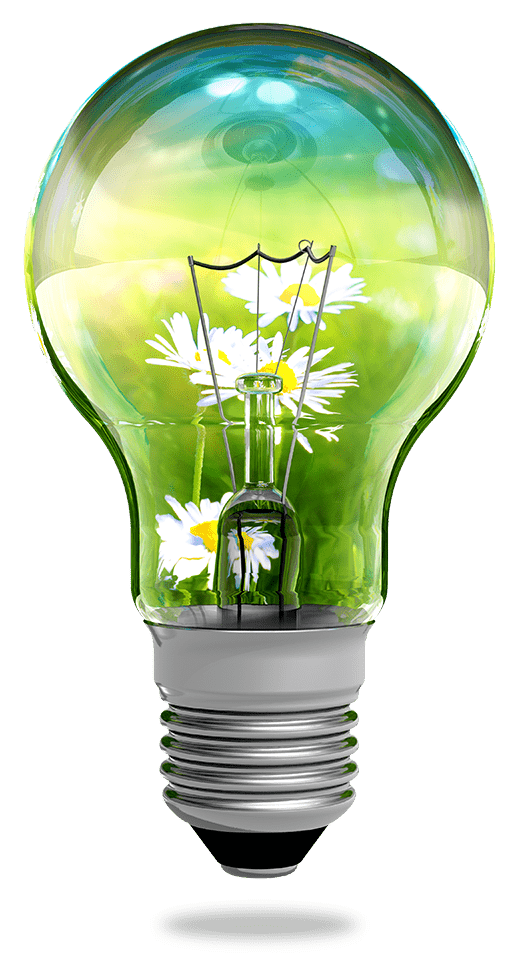 Light Bulb With Daisys And A Field Inside