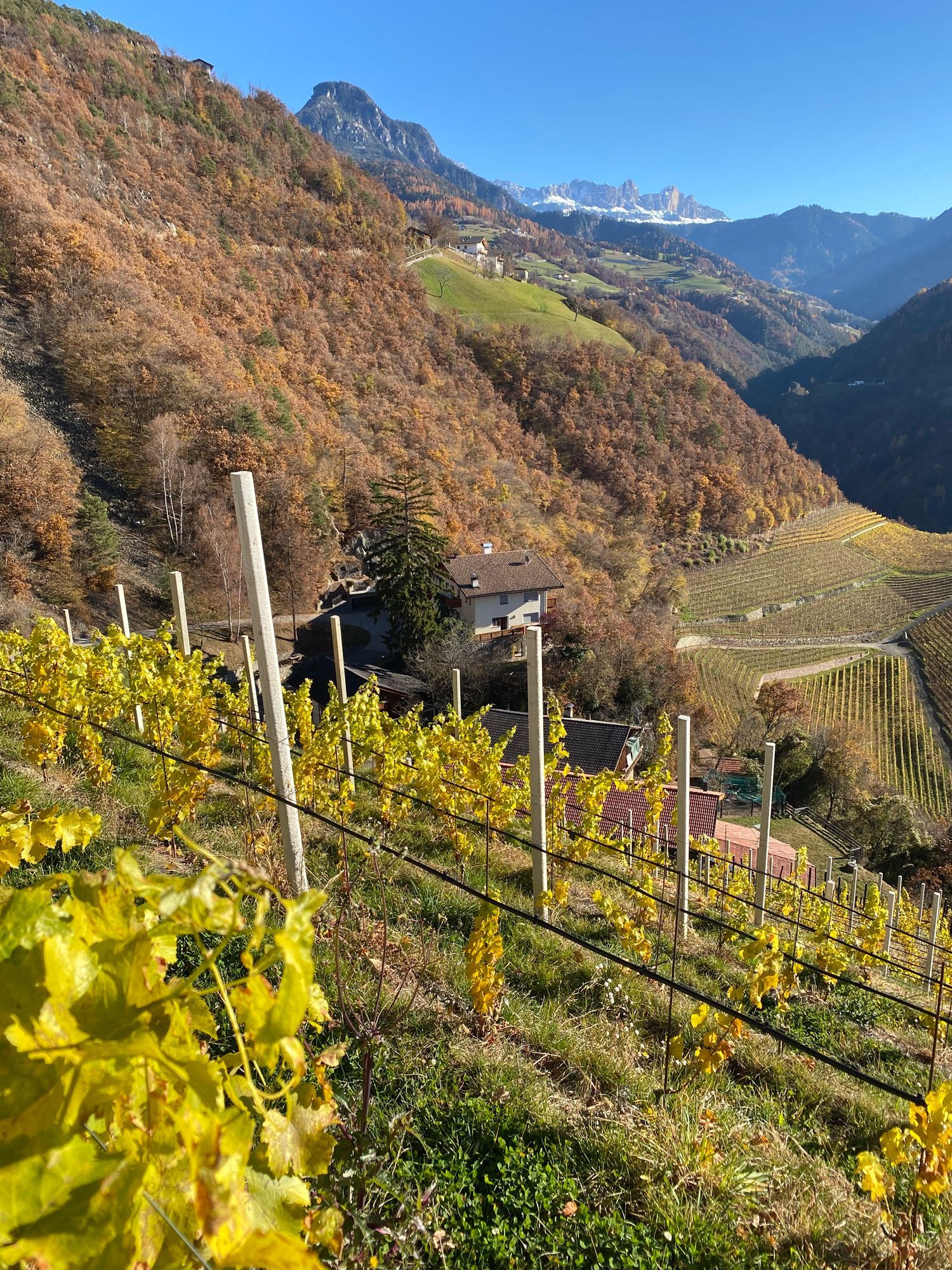 Weinberge im Sarntal