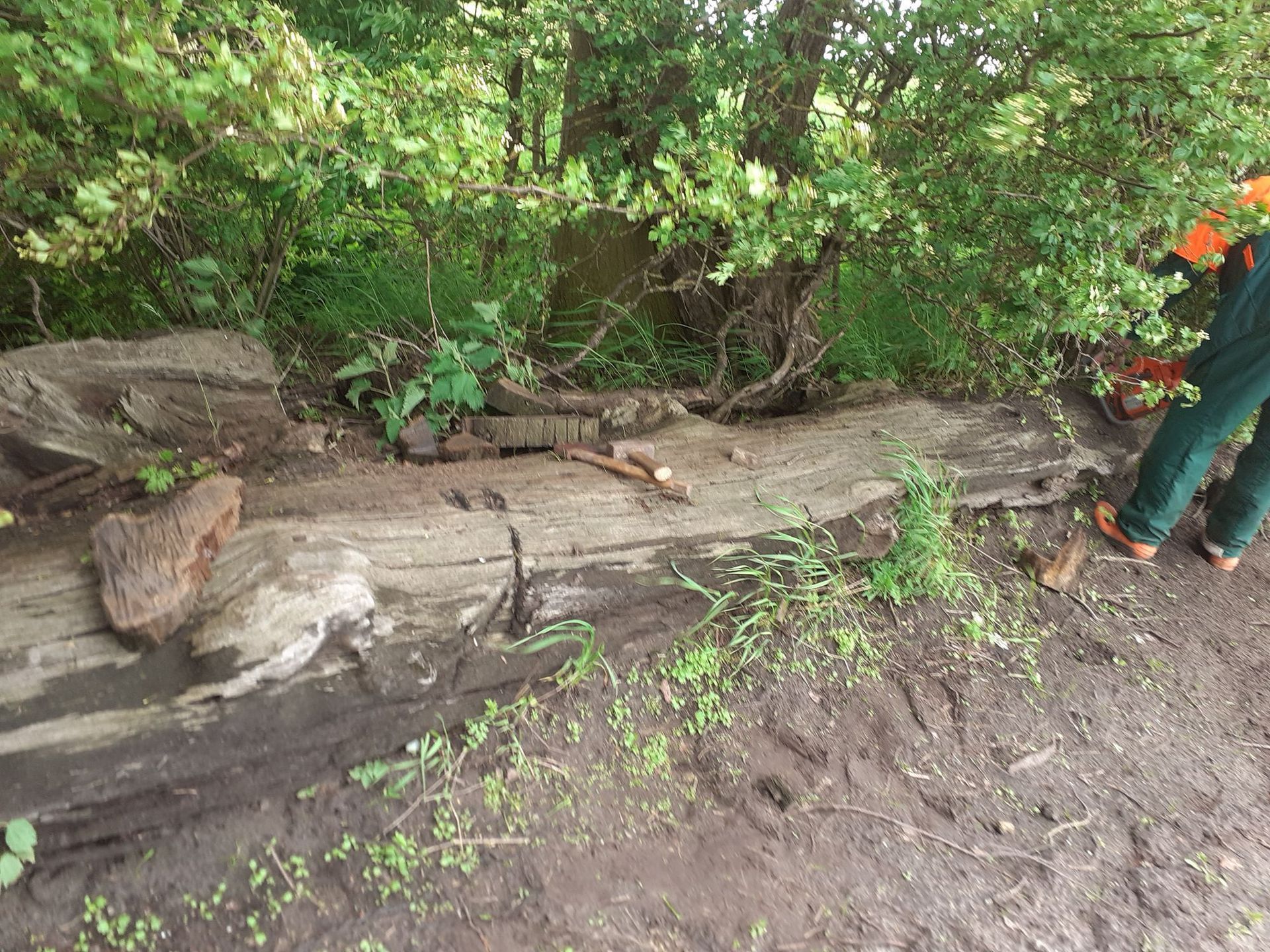 Bergung von Mooreiche in Ostfriesland