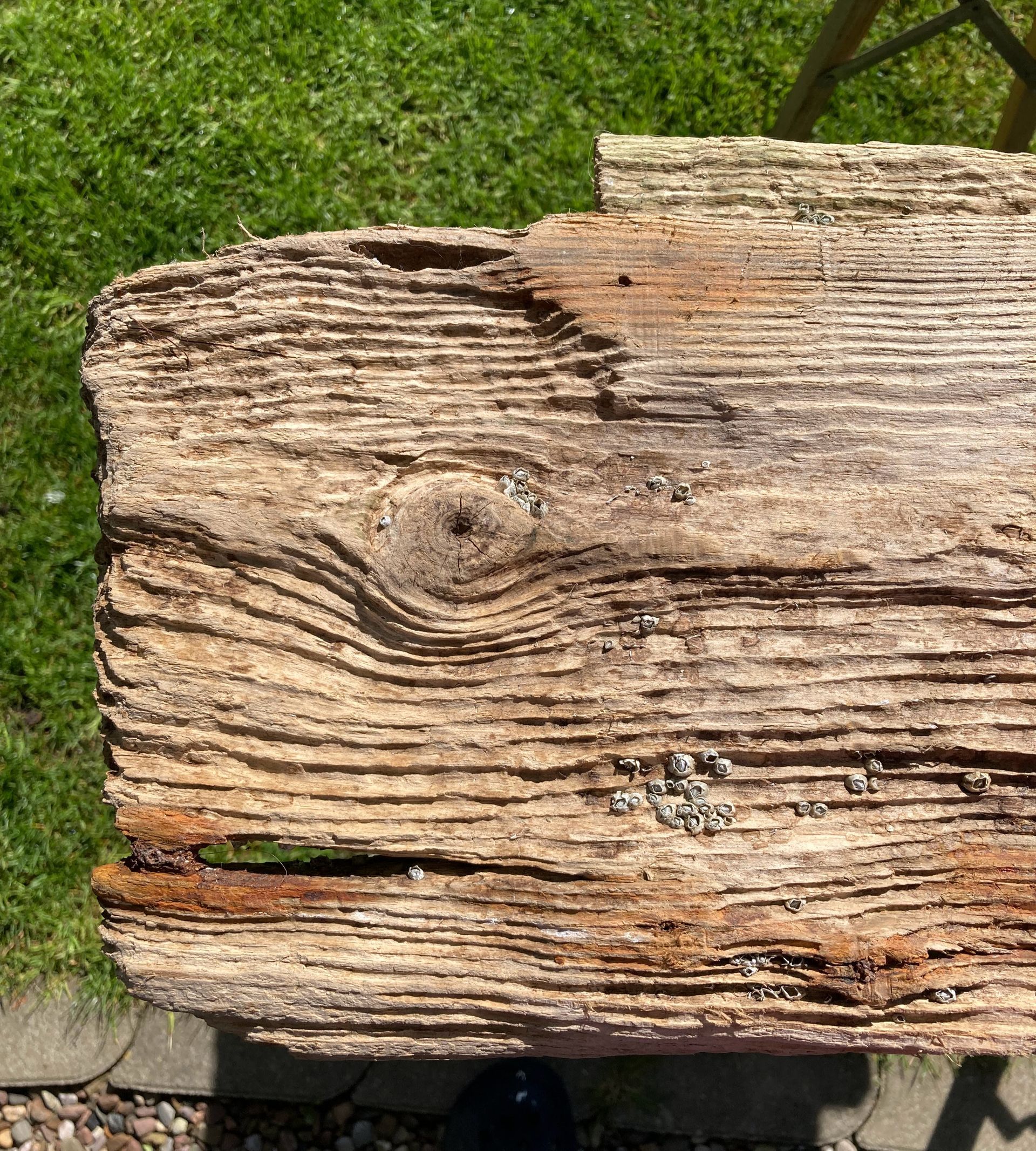 Treibholzbrett, das wie ein Tiefseeungeheuer aussieht. Claudia Koch | Atelier am Deich