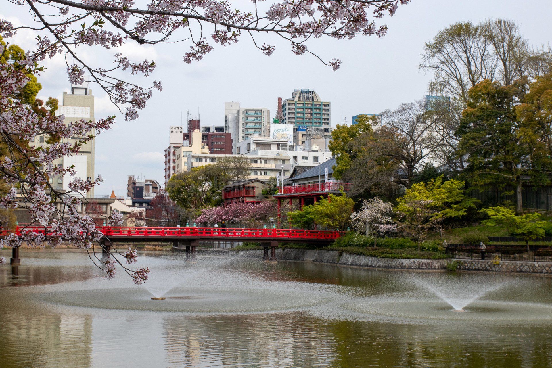 Vue du Kawazokoike sous les Sakura, dans le parc Tennoji d'Osaka