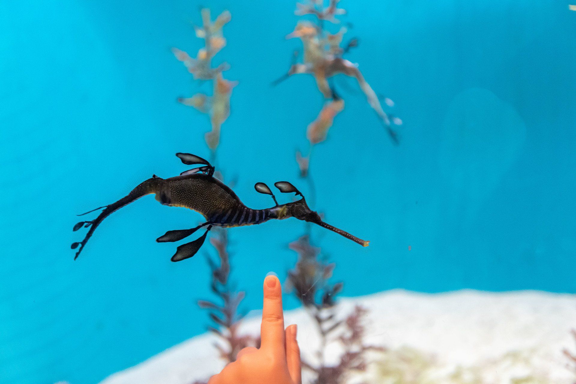 Hippocampe de l'aquarium Sea Life Park à Tokyo