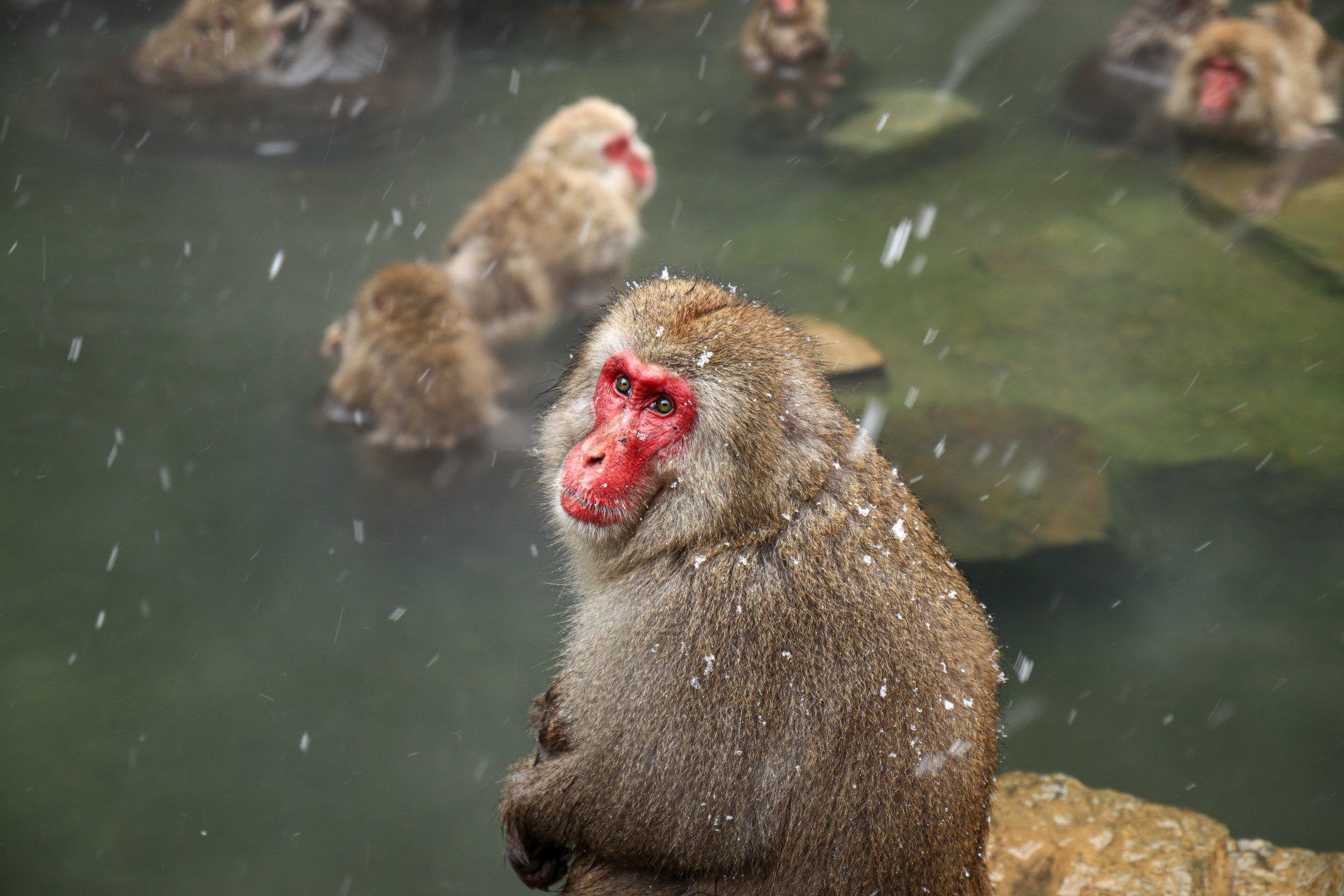 Macaque japonais du parc des singes Jigokudani