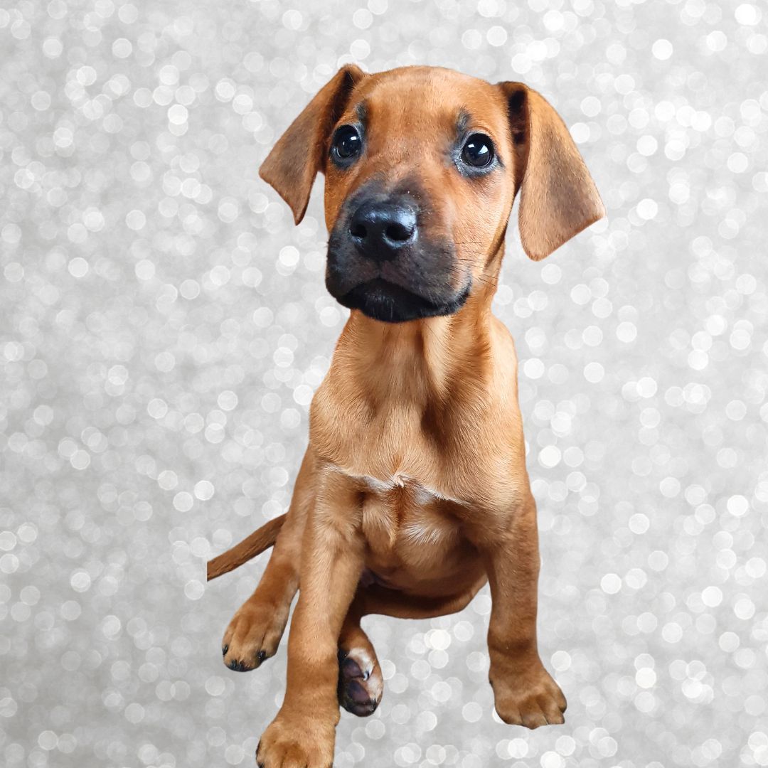 Ein brauner Welpe sitzt vor einem schimmernden silbernen Hintergrund und schaut in die Kamera.