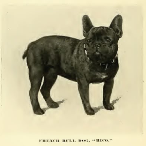 A poster of a black french bulldog