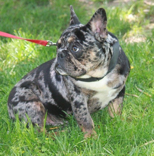 chocolate merle french bulldog for sale