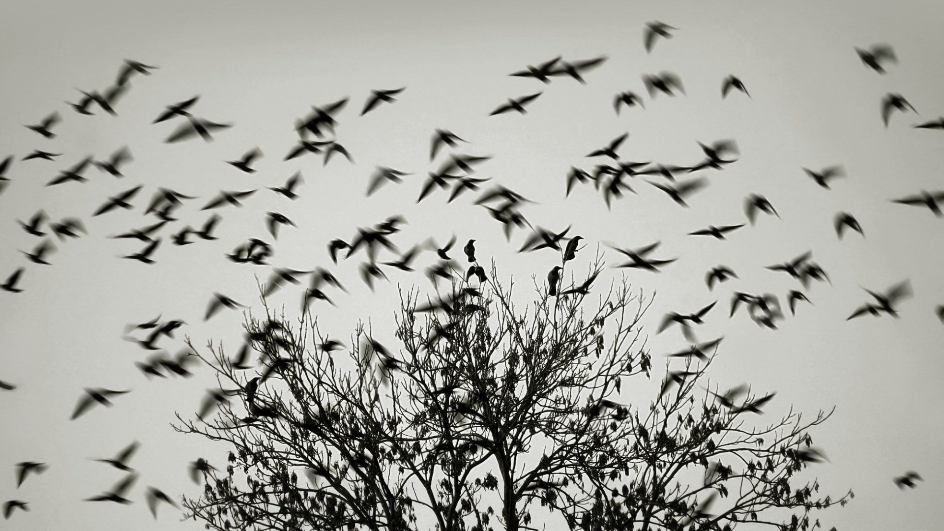 Birds flying away. Отлёт. Birds Fly away.