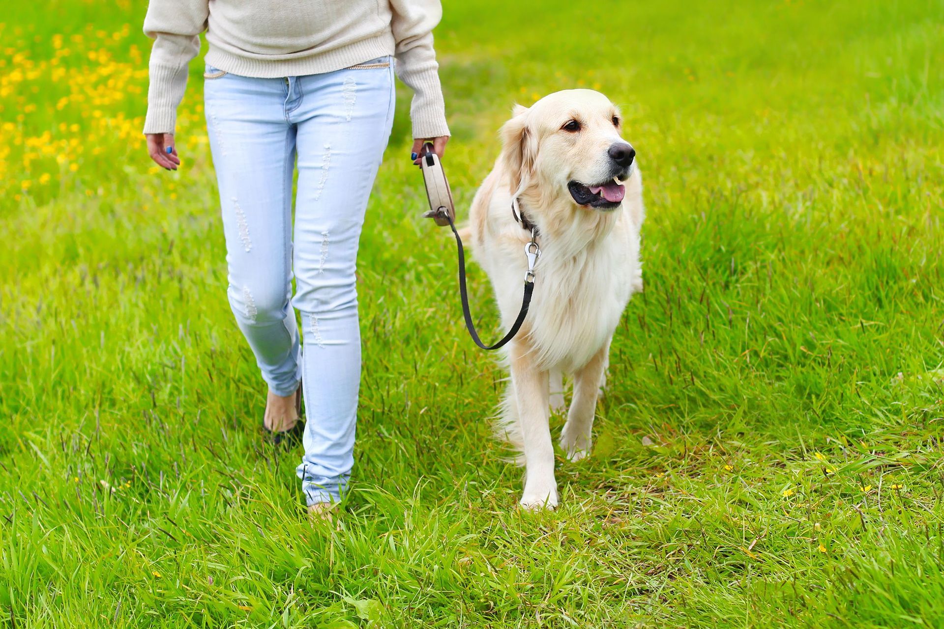 Mobile-Hundeschule-Koeln-Marcel-Droege-Gruppenspaziergang