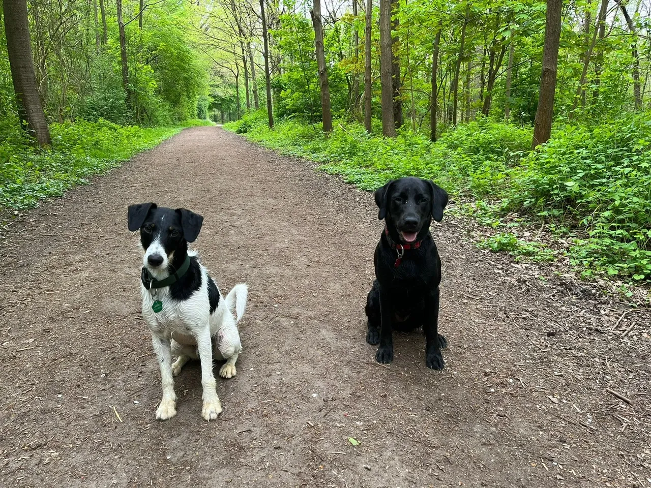 Mobile-Hundeschule-Köln-Marcel-Droege-Informationen
