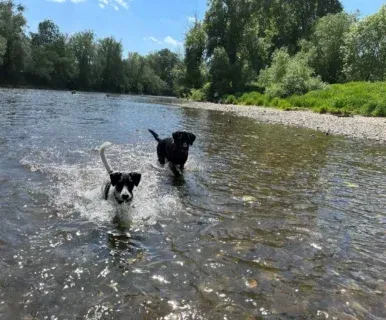 Mobile-Hundeschule-Koeln-Marcel-Droege-Über-Welpentraining