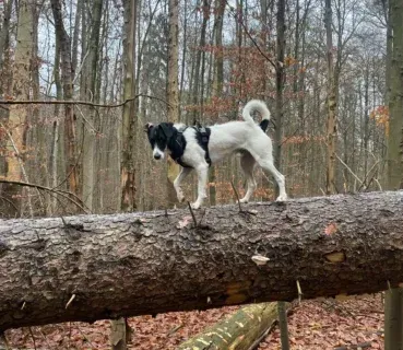 Mobile-Hundeschule-Köln-Marcel-Droege-Köln-Nippes
