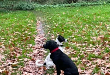 Mobile-Hundeschule-Koeln-Marcel-Droege-Über-Hundetraining