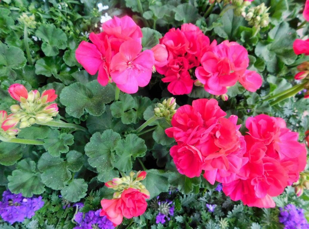Grüner Garten der Blumenladen in 74821 Mosbach für Floristik