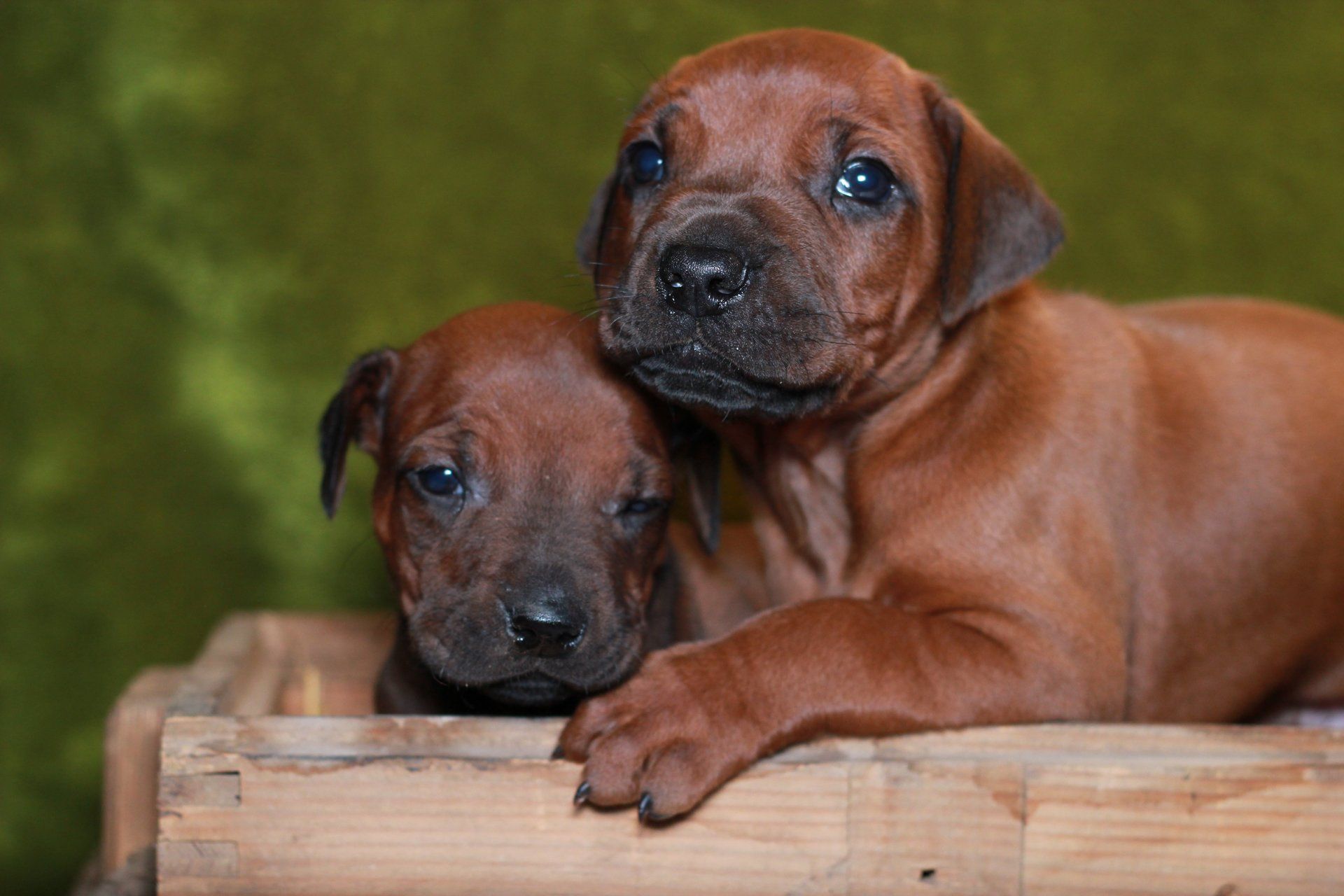 Rhodesian Ridgeback Kibongo Wurfplanung mit Hündin Umvuma Nuala Lana