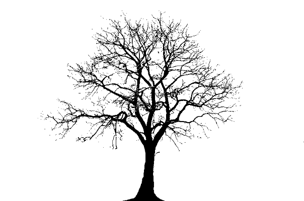 taille d'arbre