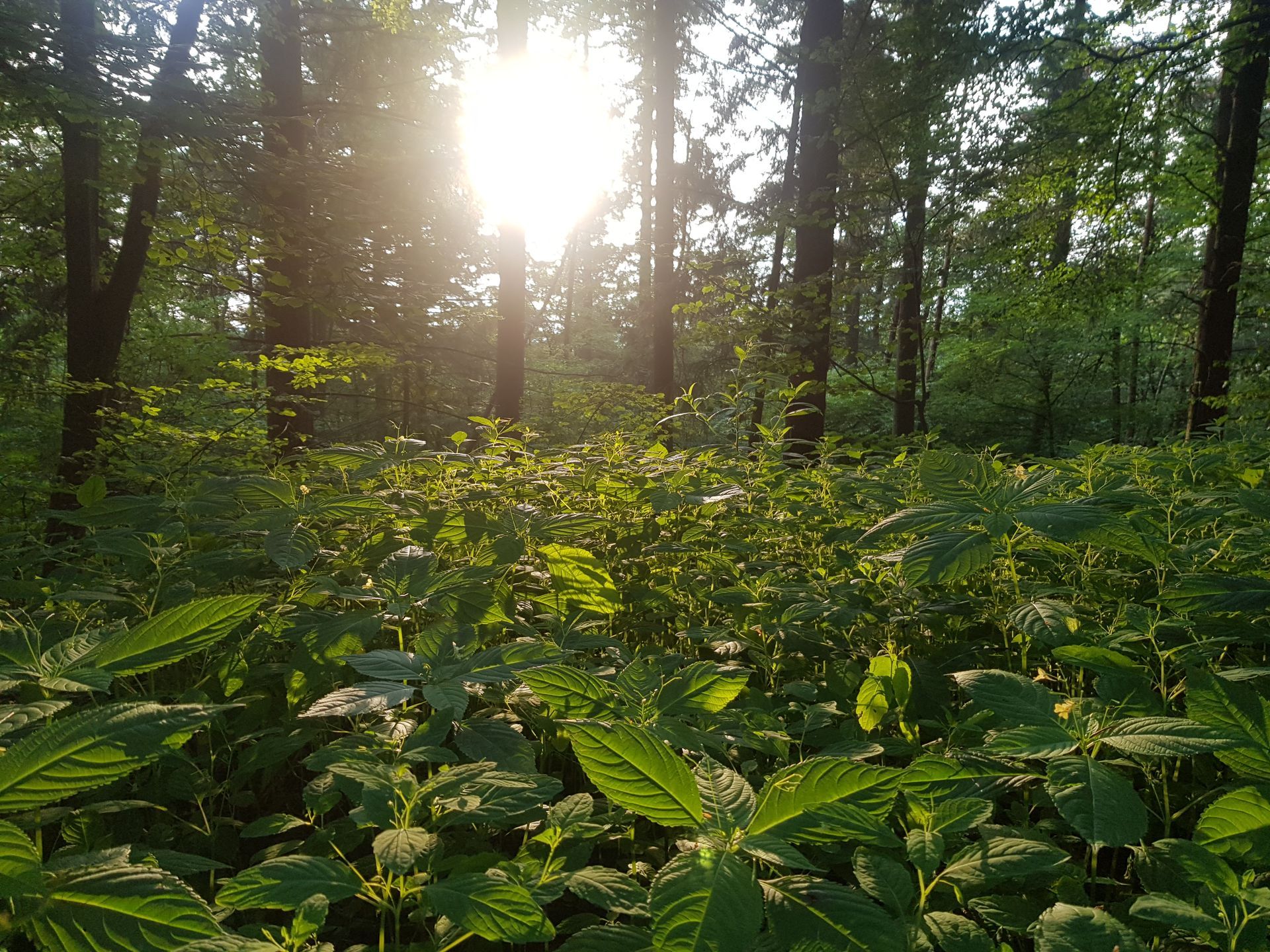 Waldkräuter