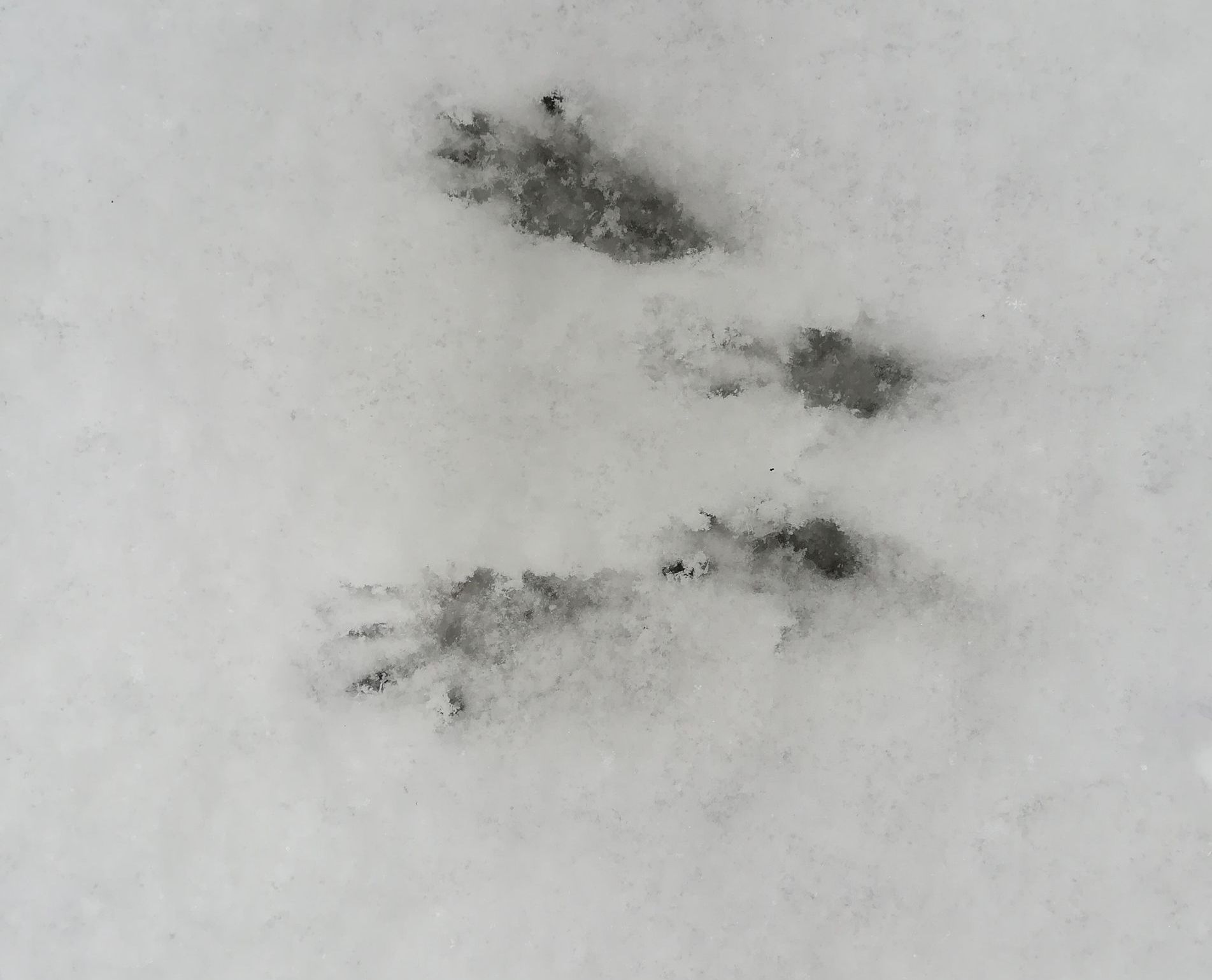 Hasenpfoten im Schnee