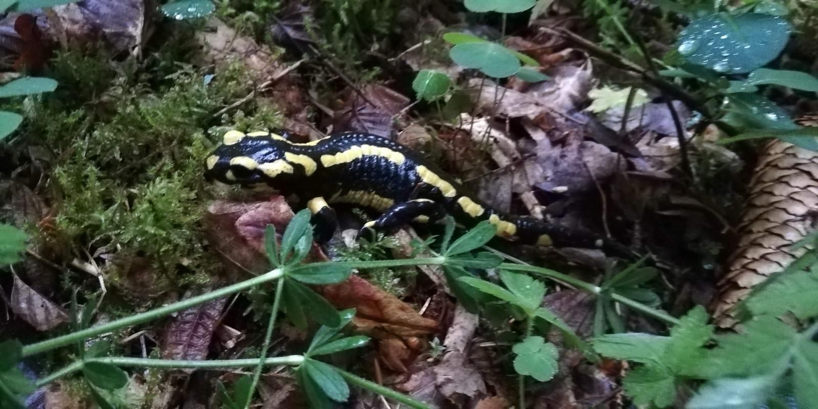 Feuersalamander