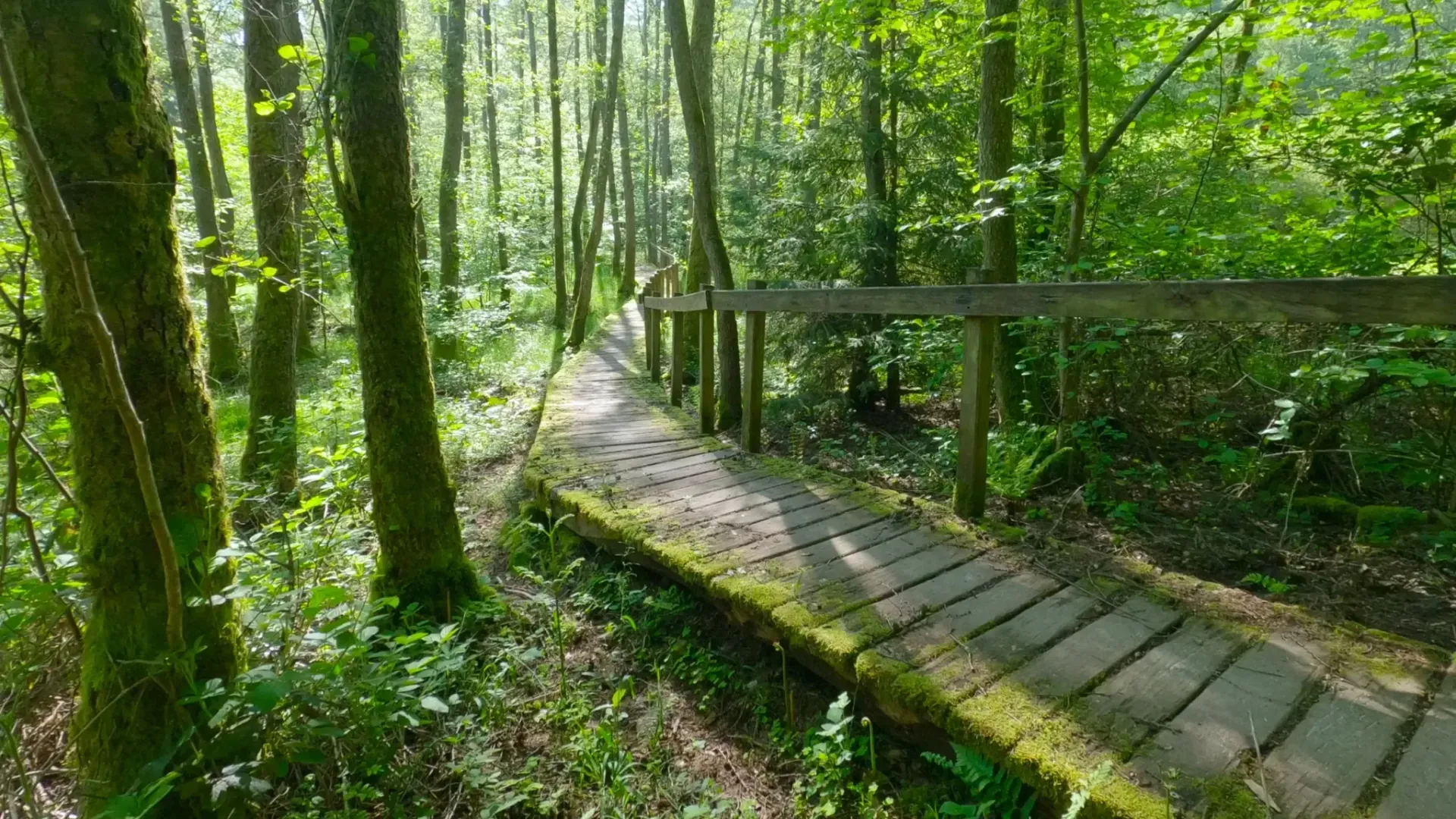 Trailrunning Litermont Sagenweg