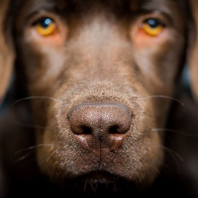 Mctimoney Animal Chiropractic Harrogate Leeds York Mctimoney Animal Chiropractic Harrogate Leeds York