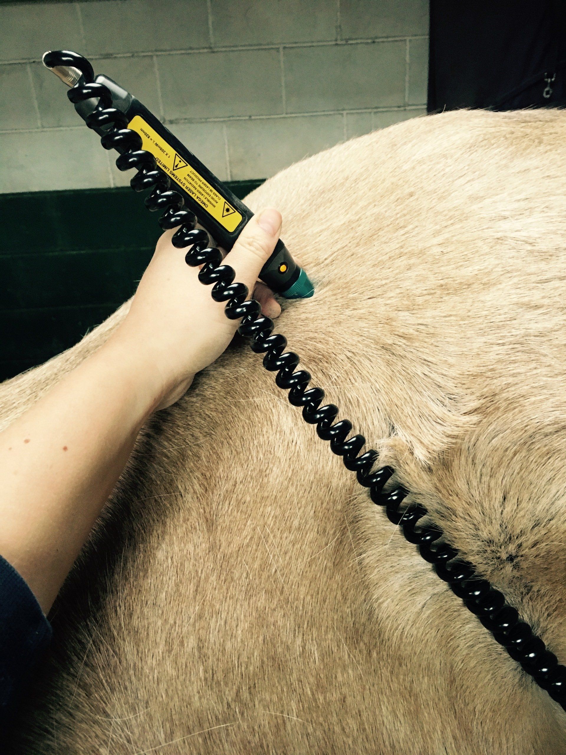 Low Level Laser Therapy for Horses and Dogs | Yorkshire