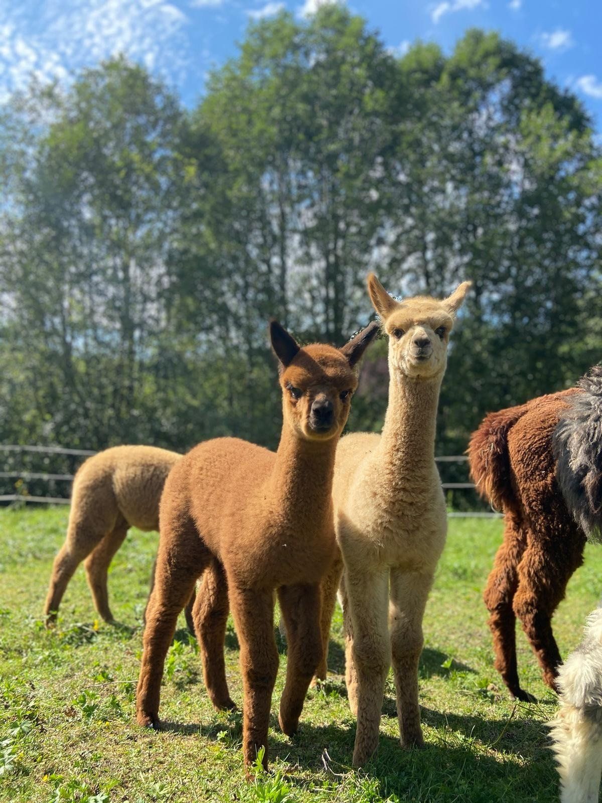 Ihr Alpaka Hof im Allgäu das Freizeitevent in Bayern schöner Urlaub