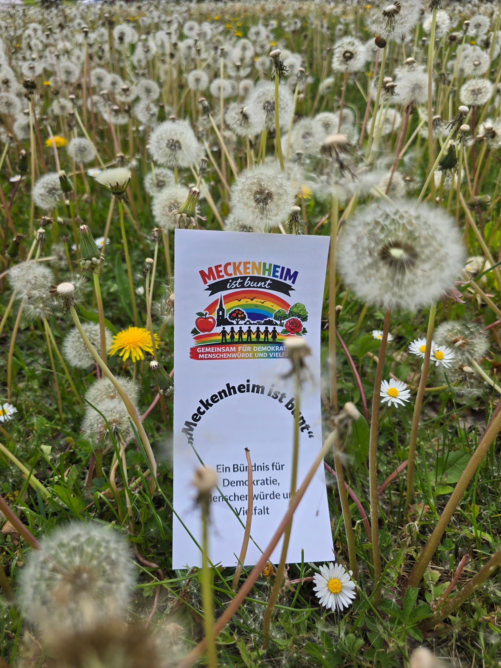 Wildblumenwiese mit Löwenzahnsamen und einem kleinen illustrierten Flyer