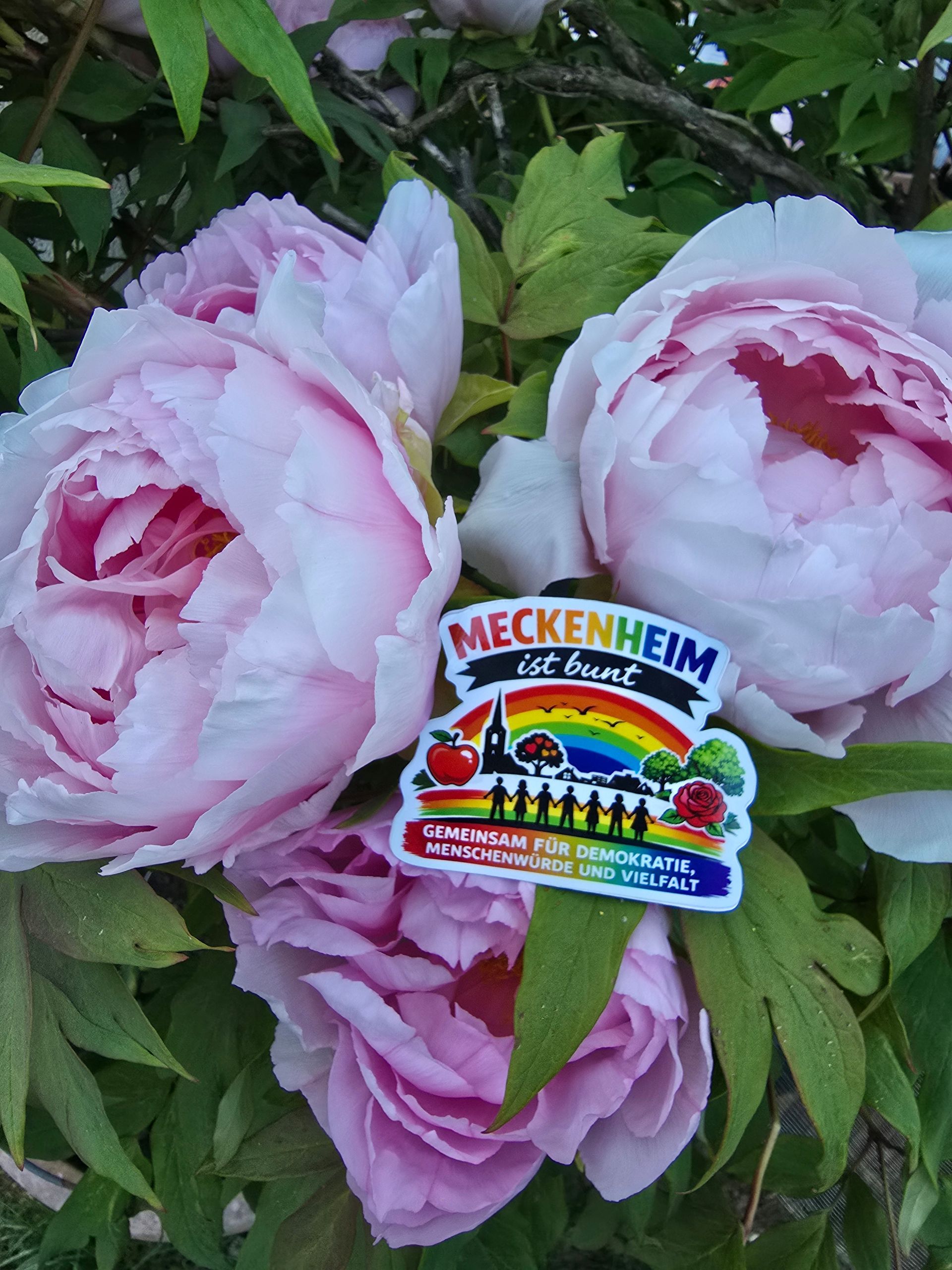 Rosa und weiße Pfingstrosen mit dem farbenfrohen Logo von 