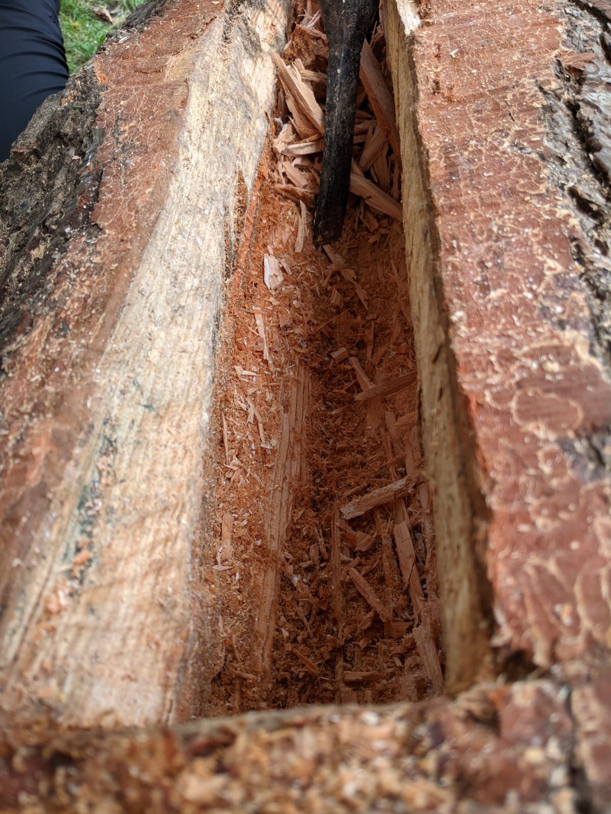 ausgehöhlte Klotzbeute