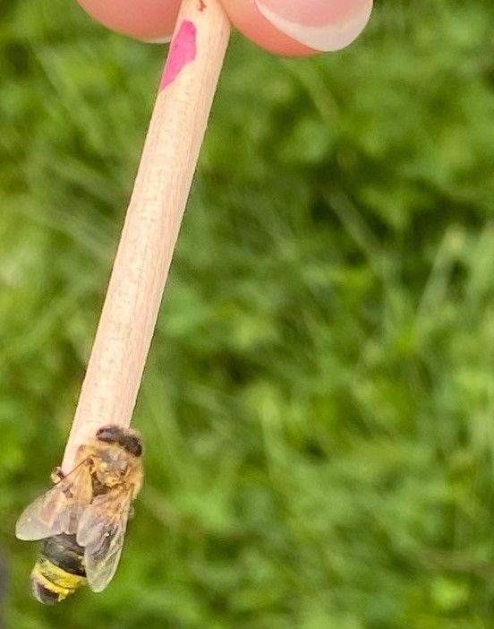 Zeidler und Freunde der Bienen trafen sich zum 10 jährigen ...
