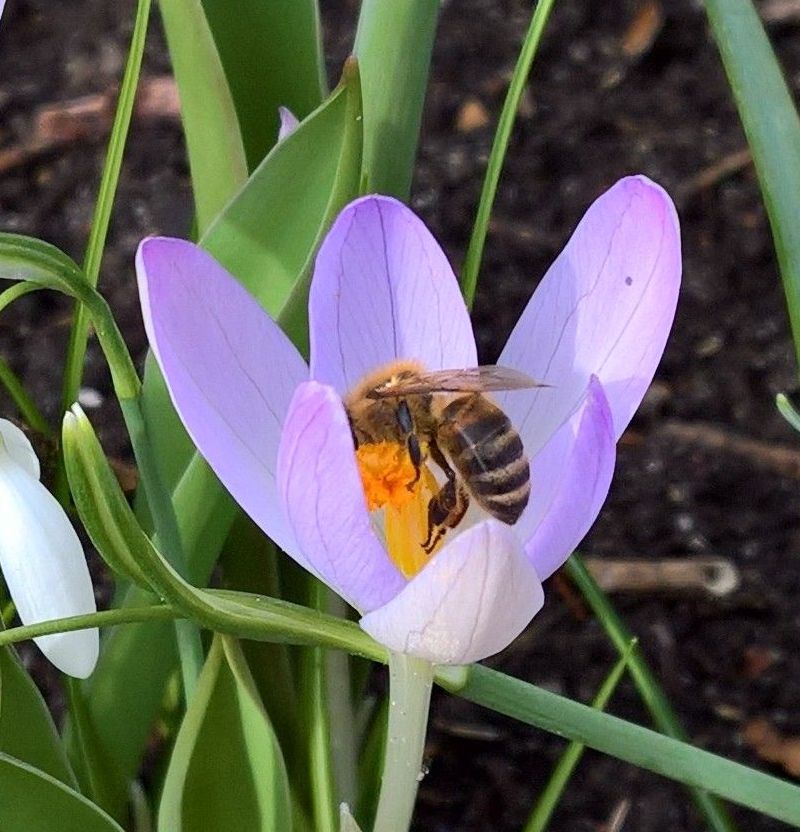 Biene im Krokus Zeidlerfreunde