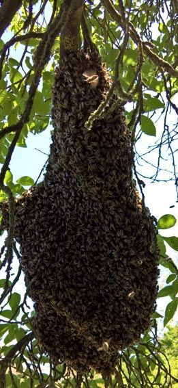 Bienenschwarm