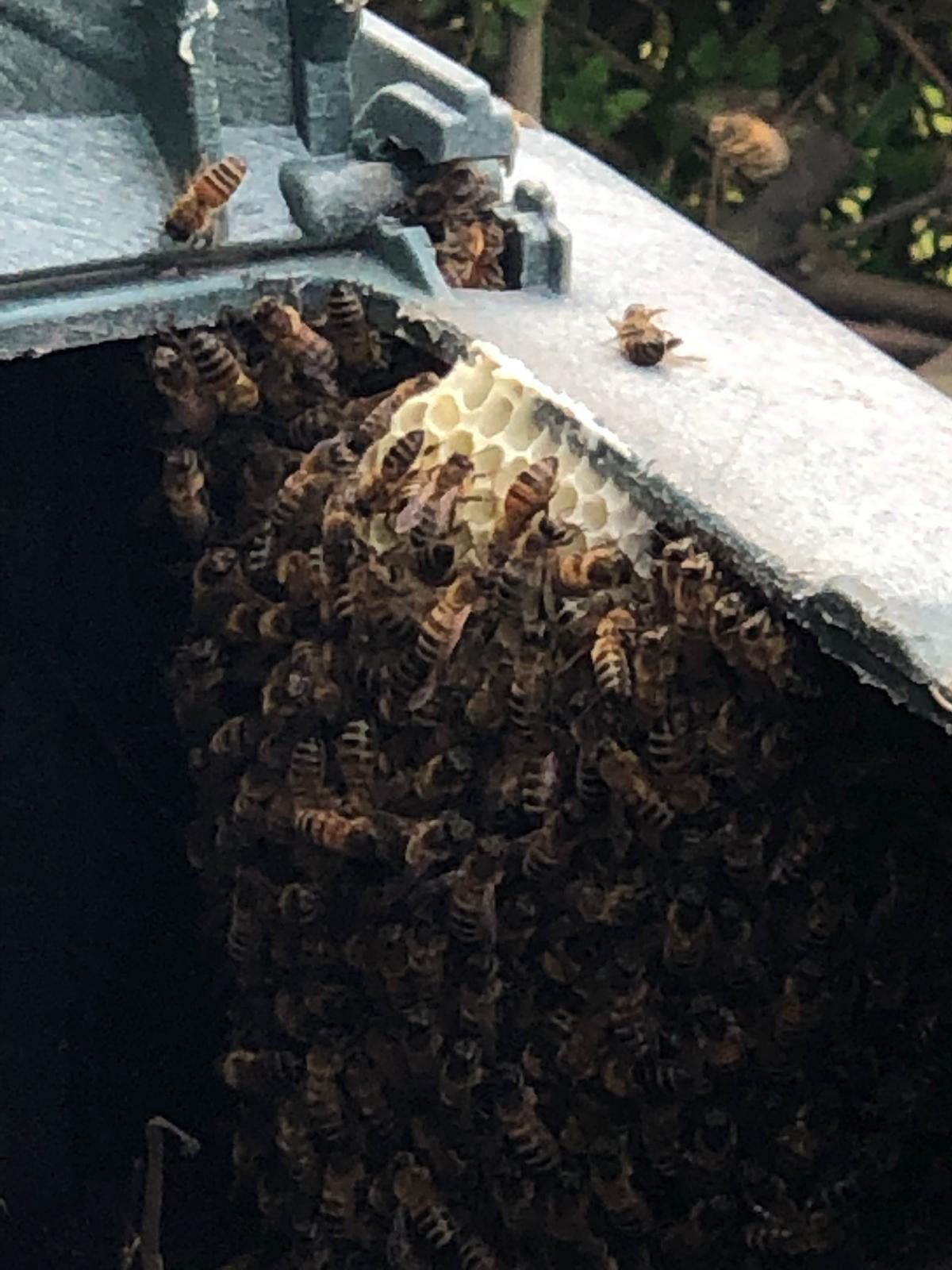 Bienenschwarmrettung aus dem Komost