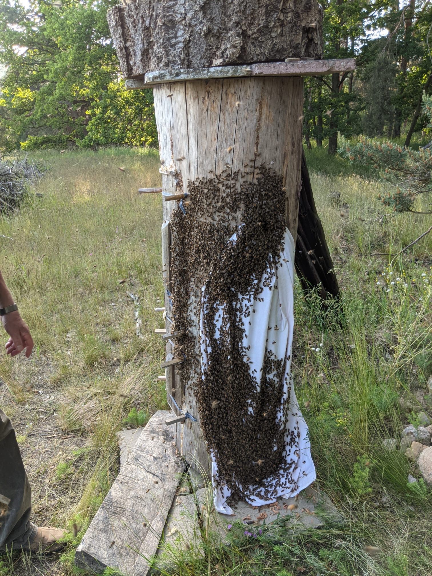 Schwarmeinlauf einer Klotzbeute
