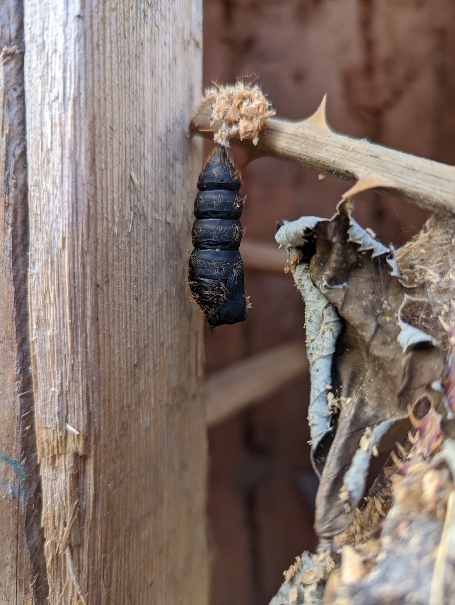 Bewohner der Klotzbeute