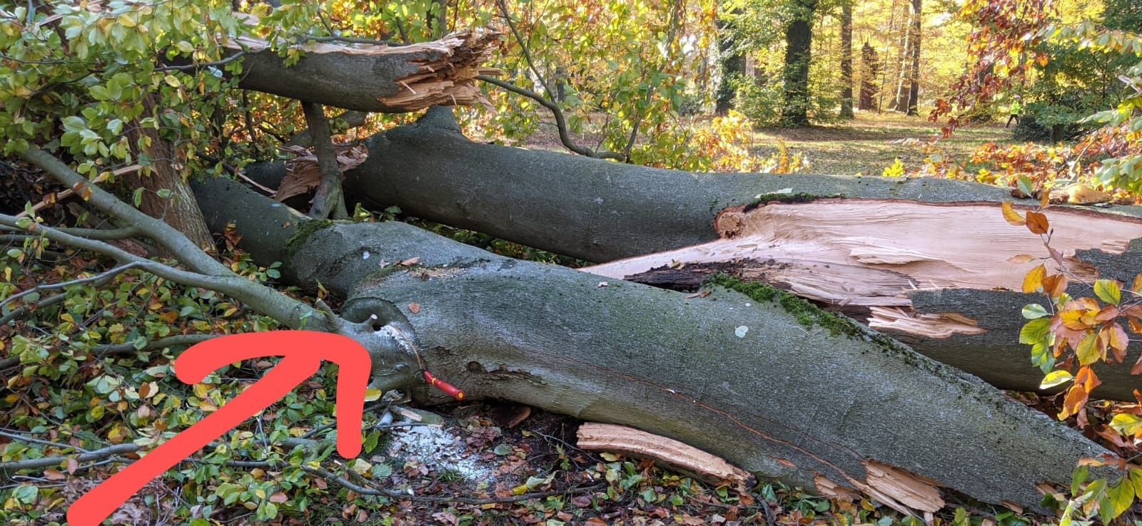 Sturmschaden und wildlebendes Bienenvolk
