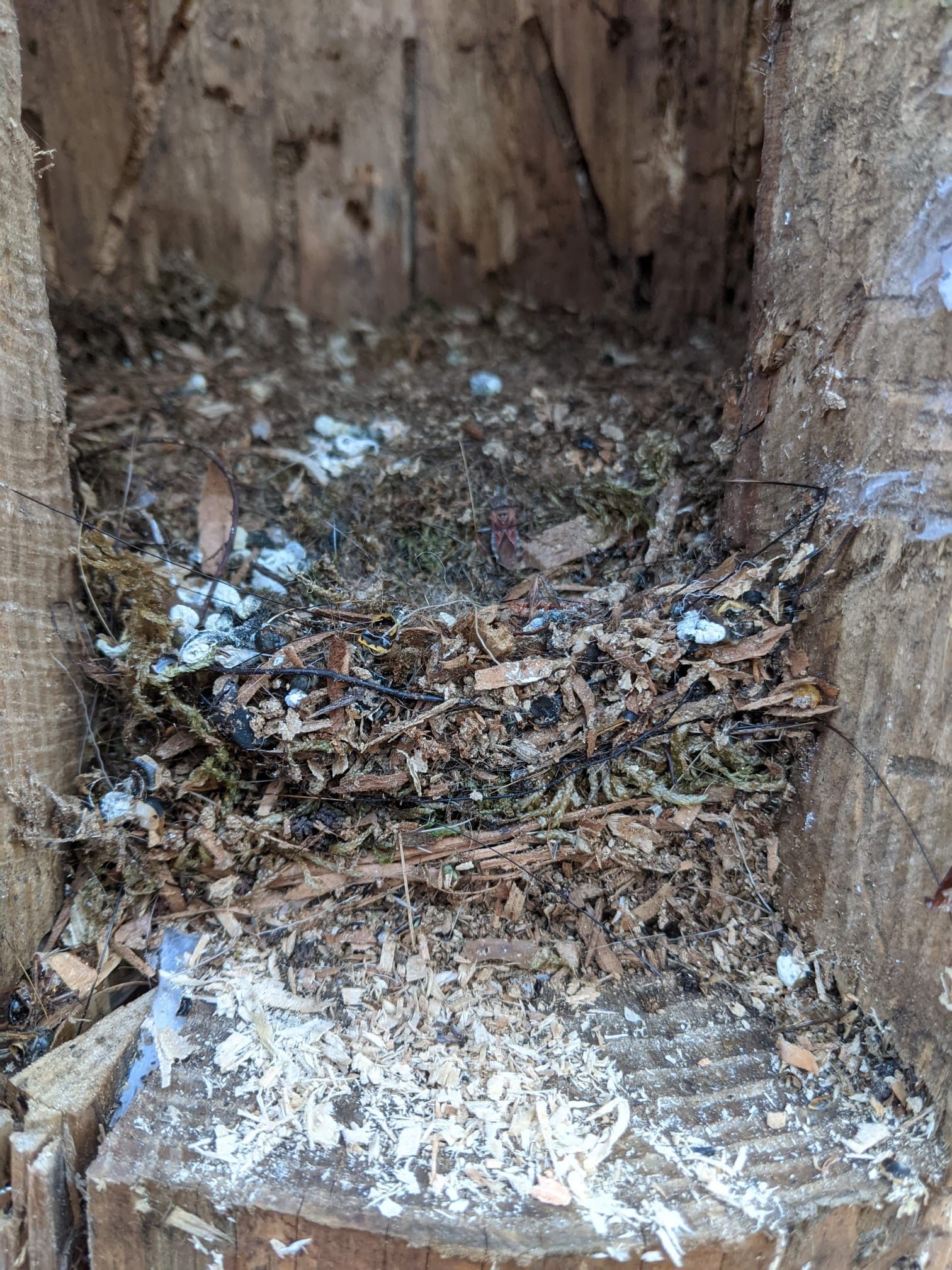 Bewohner der Klotzbeute