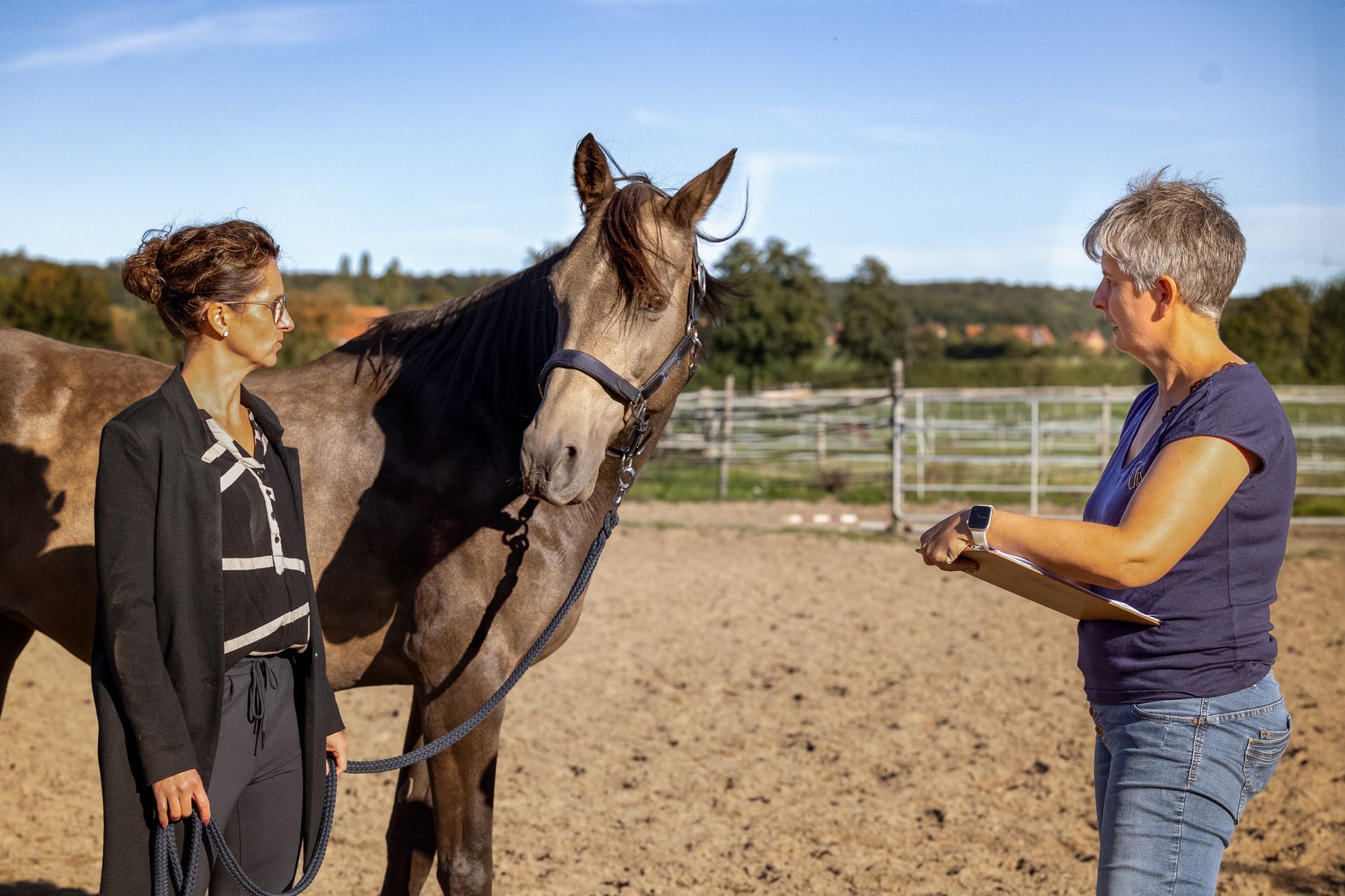 Das Pferd spiegelt die Abweichung von Absicht und Wirkung im Coaching