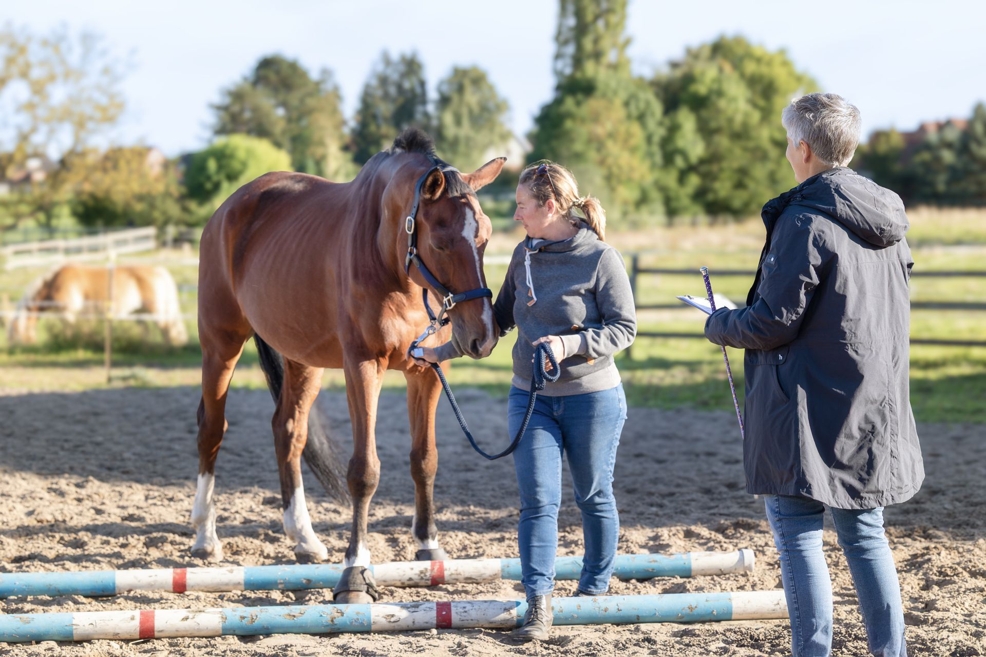 Pferdegestützte Übung im Coaching vom Boden aus