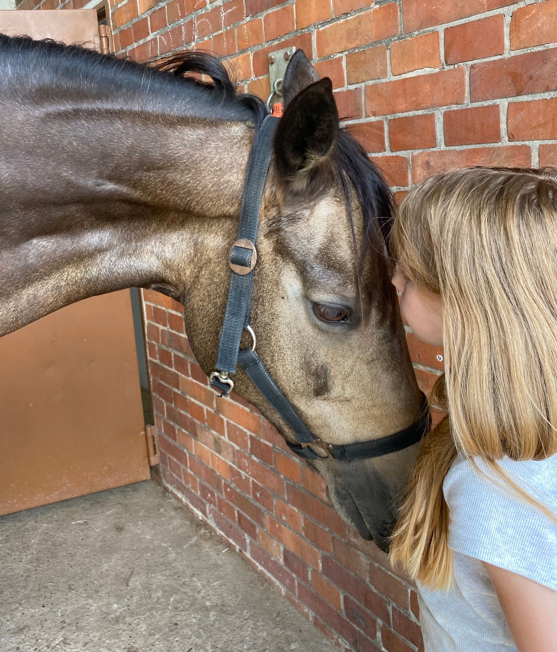 Koregulation Pferd-Mensch im Coaching | Equivalenz | Bielefeld - Hannover - Braunschweigf
