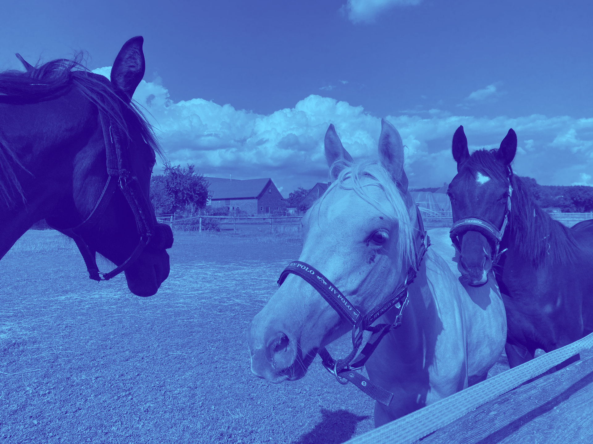 Jungpferde-Gruppe mit Blondie – Nachwuchs-Pferd bei Equivalenz Coaching