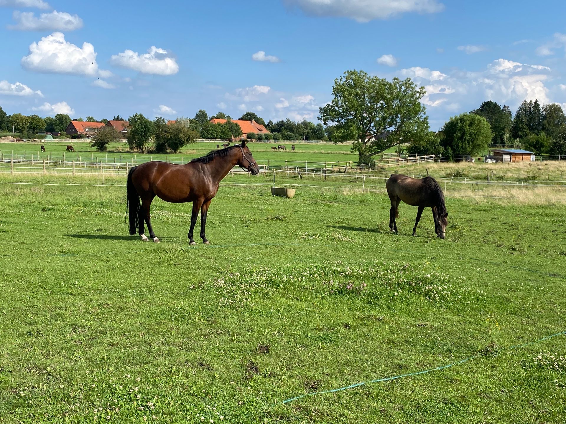 Blick auf die Weiden in Münchehagen