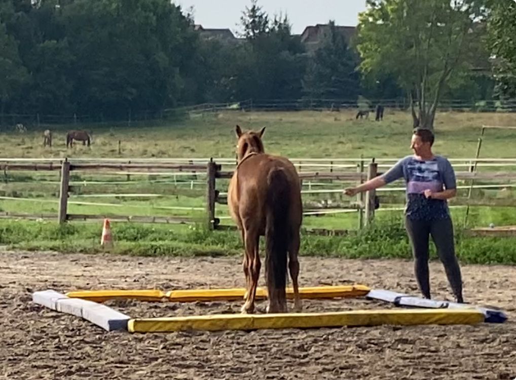 Führungskräftesentwicklung – Das Pferd spiegelt die fehlende Kongruenz von Absicht und Wirkung.