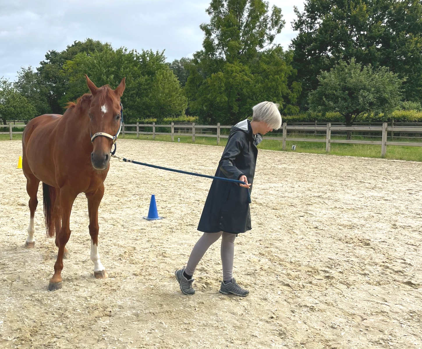 Das Pferd spiegelt im Coaching die fehlende Kongruenz.