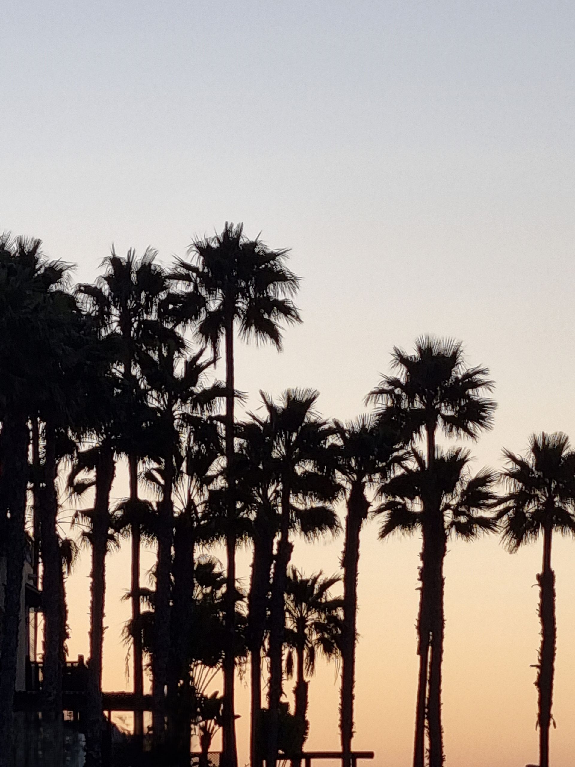 Palms at Dawn